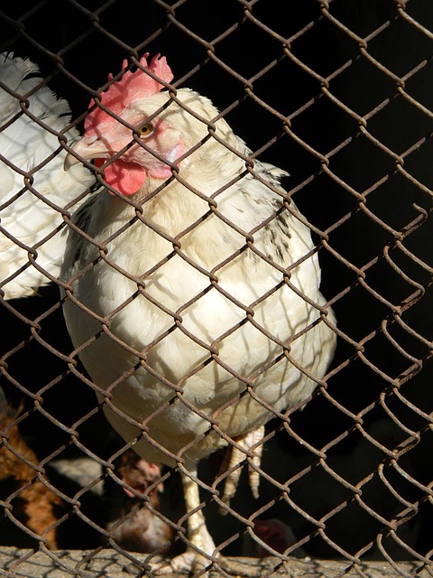 其奧運賽場 其奧運賽場