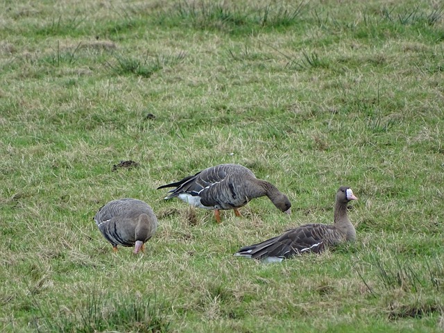 包括石油 包括石油